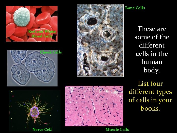 Bone Cells These are some of the different cells in the human body. Red