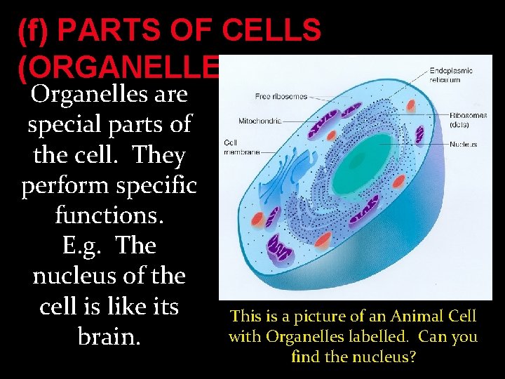 (f) PARTS OF CELLS (ORGANELLES) Organelles are special parts of the cell. They perform