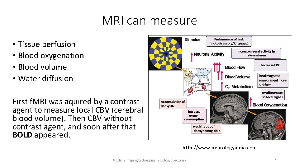 MRI can measure • Tissue perfusion • Blood oxygenation • Blood volume • Water