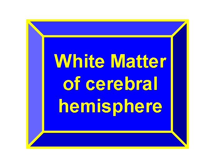 White Matter of cerebral hemisphere 