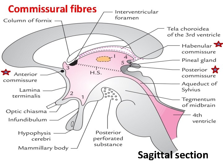Commissural fibres Sagittal section 