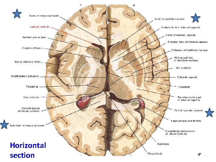 Horizontal section 