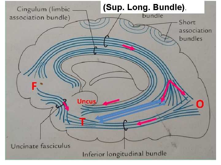 (Sup. Long. Bundle). F Uncus T O 