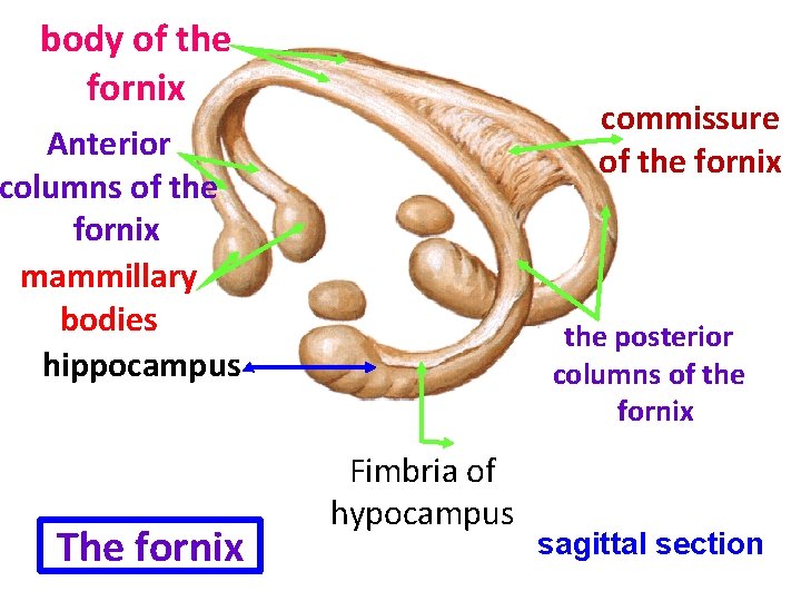 body of the fornix commissure of the fornix Anterior columns of the fornix mammillary