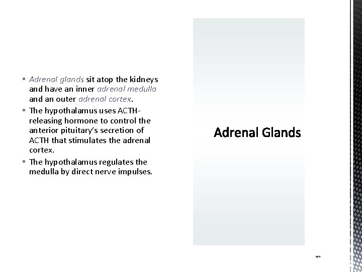 § Adrenal glands sit atop the kidneys and have an inner adrenal medulla and