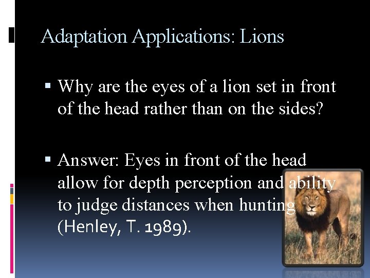 Adaptation Applications: Lions Why are the eyes of a lion set in front of