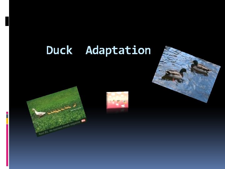 Duck Adaptation 