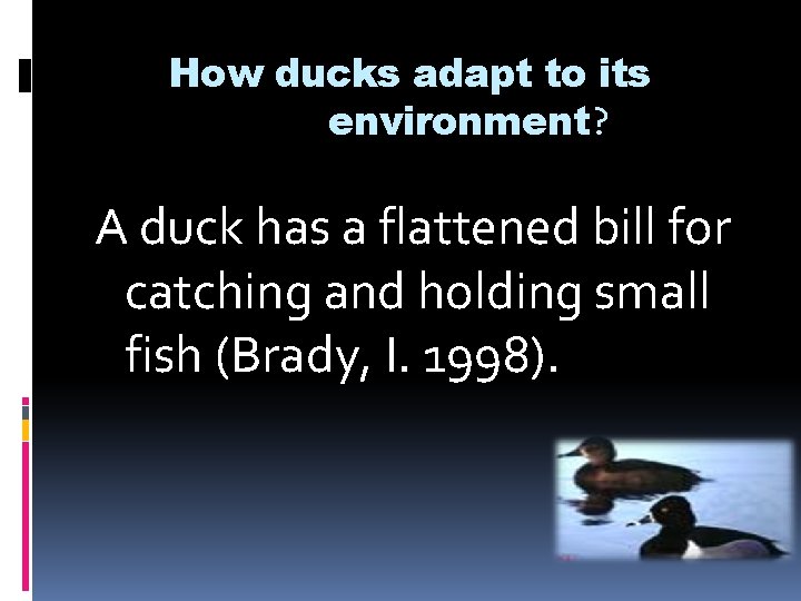 How ducks adapt to its environment? A duck has a flattened bill for catching