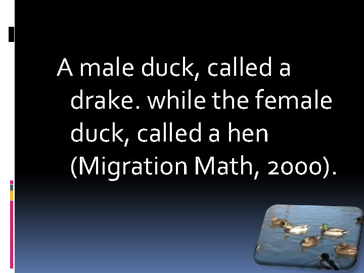 A male duck, called a drake. while the female duck, called a hen (Migration