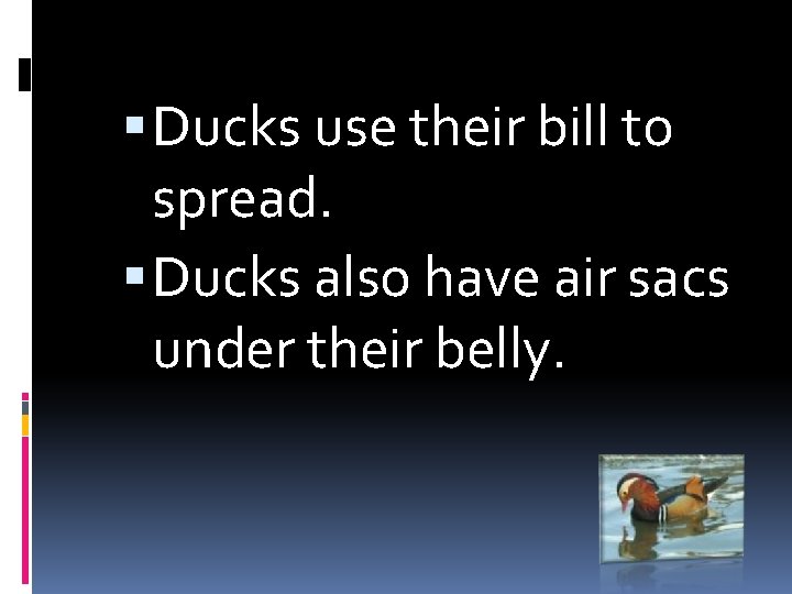  Ducks use their bill to spread. Ducks also have air sacs under their