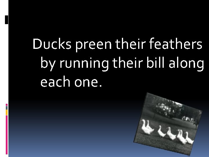 Ducks preen their feathers by running their bill along each one. 