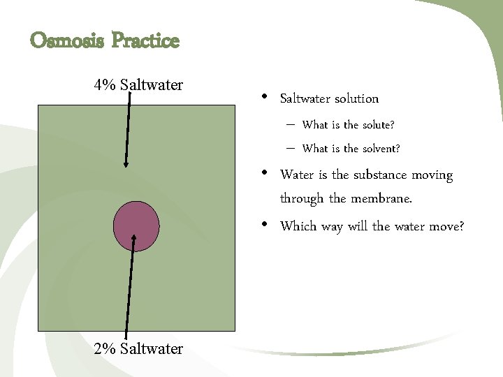 Osmosis Practice 4% Saltwater • Saltwater solution – What is the solute? – What