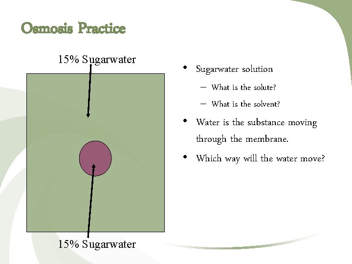 Osmosis Practice 15% Sugarwater • Sugarwater solution – What is the solute? – What