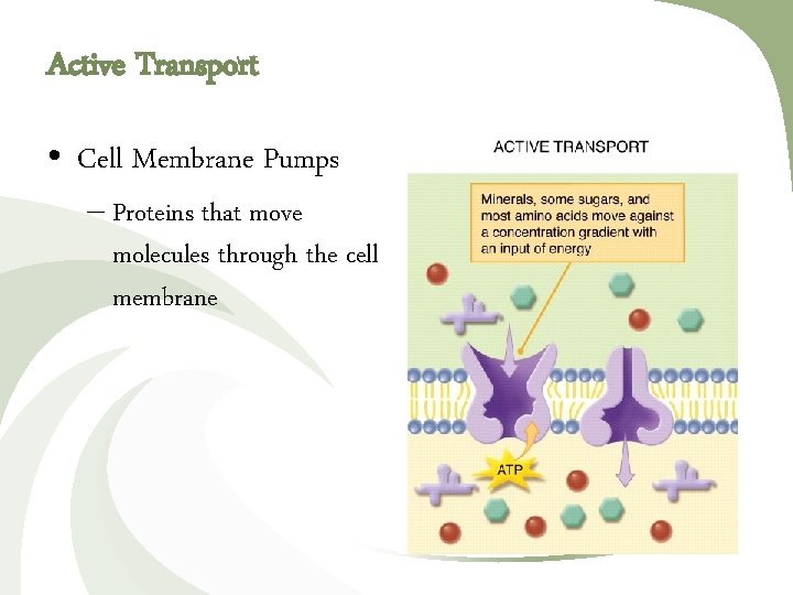 Active Transport • Cell Membrane Pumps – Proteins that move molecules through the cell