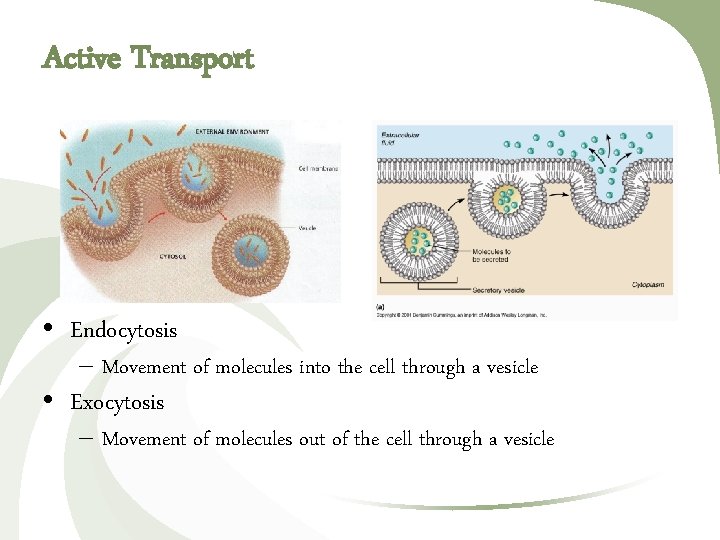 Active Transport • Endocytosis – Movement of molecules into the cell through a vesicle