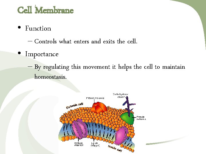 Cell Membrane • Function – Controls what enters and exits the cell. • Importance Cell Membrane • Function – Controls what enters and exits the cell. • Importance