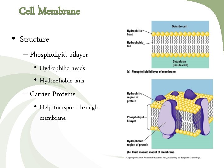 Cell Membrane • Structure – Phospholipid bilayer • Hydrophilic heads • Hydrophobic tails –