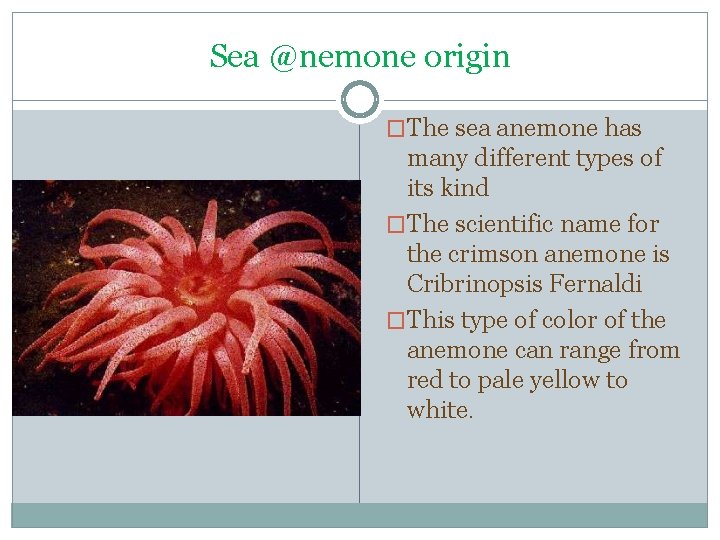 Sea @nemone origin �The sea anemone has many different types of its kind �The