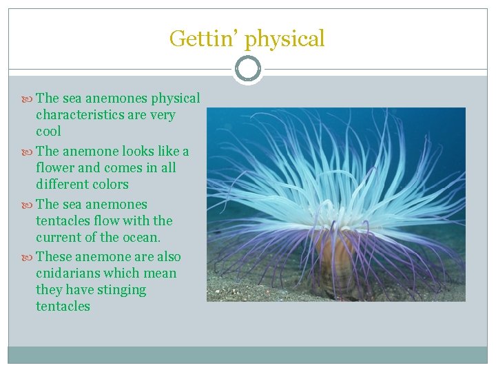 Gettin’ physical The sea anemones physical characteristics are very cool The anemone looks like