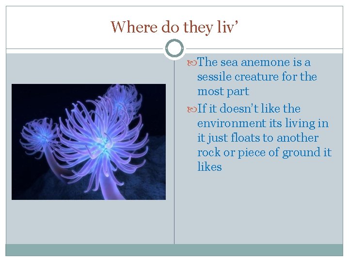 Where do they liv’ The sea anemone is a sessile creature for the most