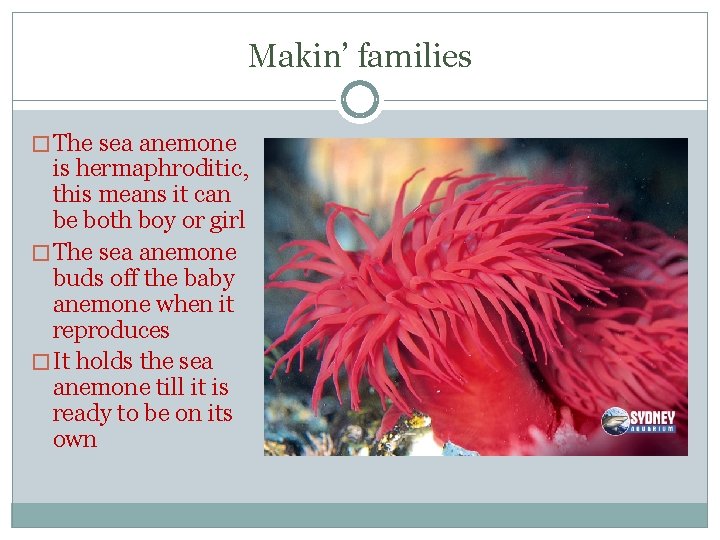 Makin’ families � The sea anemone is hermaphroditic, this means it can be both