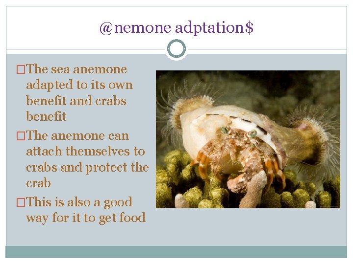 @nemone adptation$ �The sea anemone adapted to its own benefit and crabs benefit �The