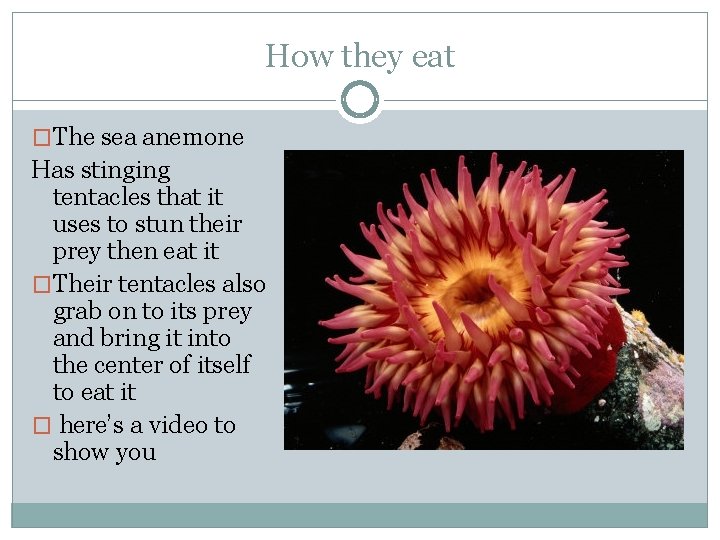 How they eat �The sea anemone Has stinging tentacles that it uses to stun