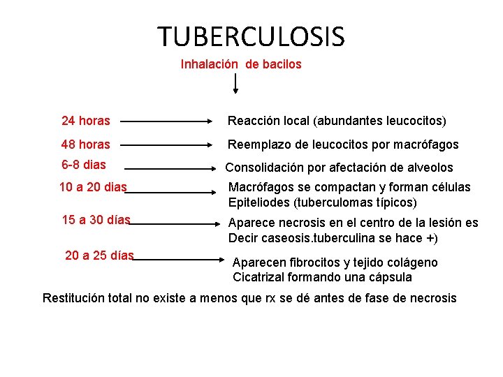 TUBERCULOSIS Inhalación de bacilos 24 horas Reacción local (abundantes leucocitos) 48 horas Reemplazo de