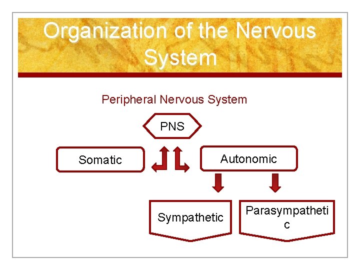 Organization of the Nervous System Peripheral Nervous System PNS Somatic Autonomic Sympathetic Parasympatheti c