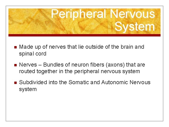 Peripheral Nervous System n Made up of nerves that lie outside of the brain