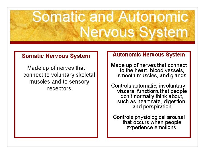 Somatic and Autonomic Nervous System Somatic Nervous System Made up of nerves that connect