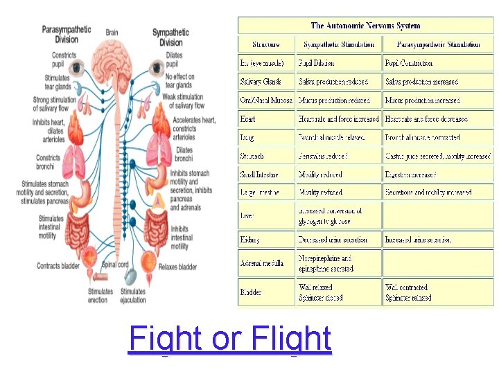 Fight or Flight 