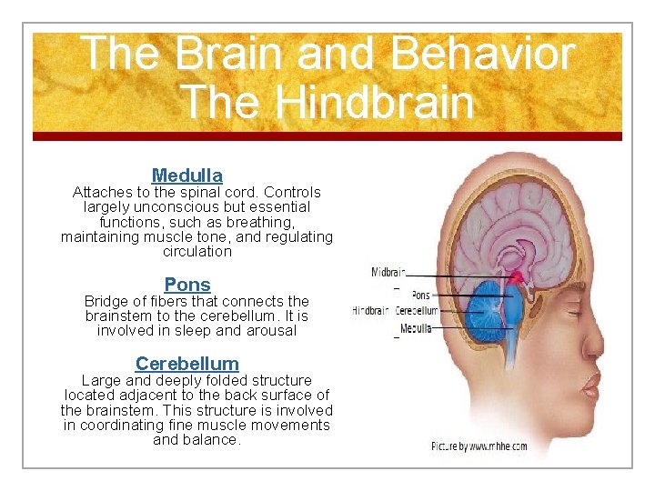 The Brain and Behavior The Hindbrain Medulla Attaches to the spinal cord. Controls largely