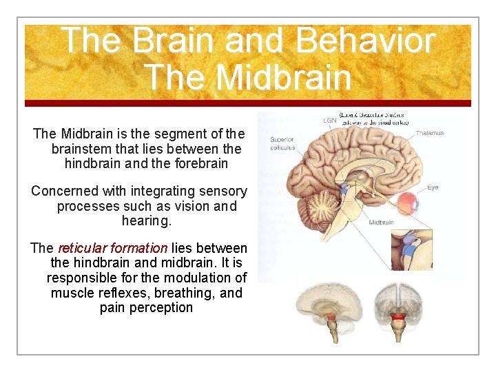 The Brain and Behavior The Midbrain is the segment of the brainstem that lies