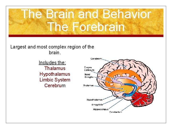 The Brain and Behavior The Forebrain Largest and most complex region of the brain.