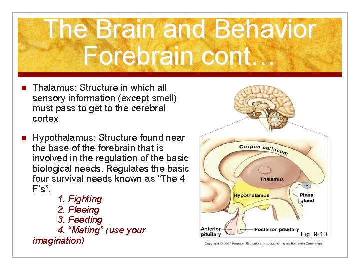 The Brain and Behavior Forebrain cont… n Thalamus: Structure in which all sensory information