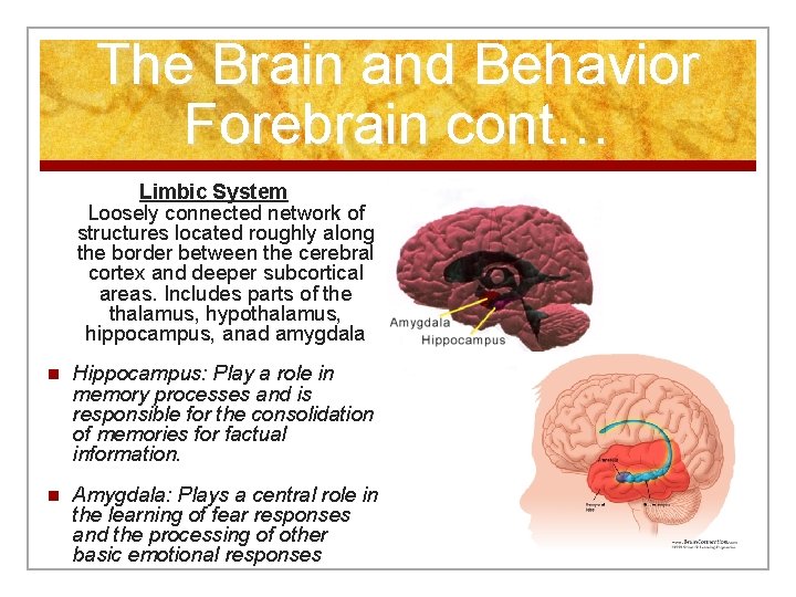 The Brain and Behavior Forebrain cont… Limbic System Loosely connected network of structures located