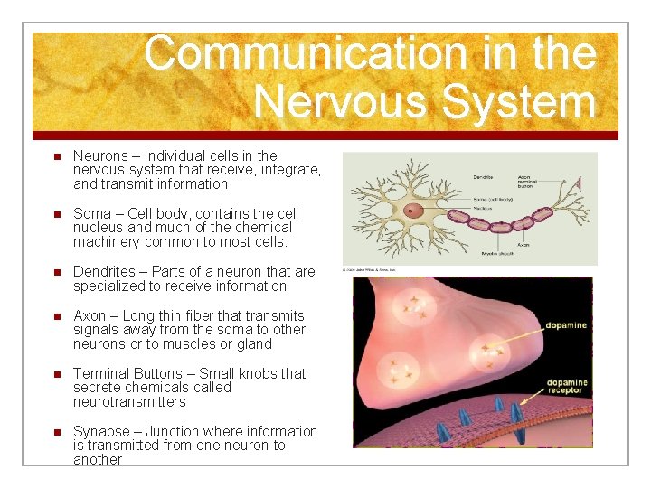 Communication in the Nervous System n Neurons – Individual cells in the nervous system