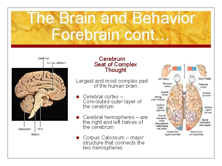 The Brain and Behavior Forebrain cont… Cerebrum Seat of Complex Thought Largest and most