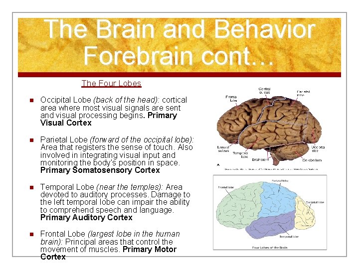 The Brain and Behavior Forebrain cont… The Four Lobes n Occipital Lobe (back of