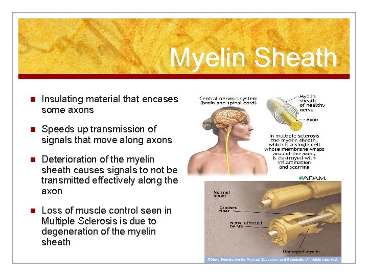Myelin Sheath n Insulating material that encases some axons n Speeds up transmission of