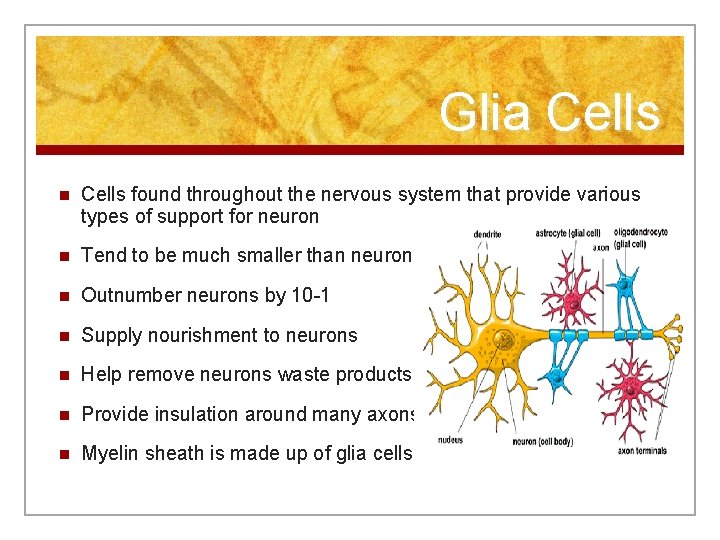 Glia Cells n Cells found throughout the nervous system that provide various types of