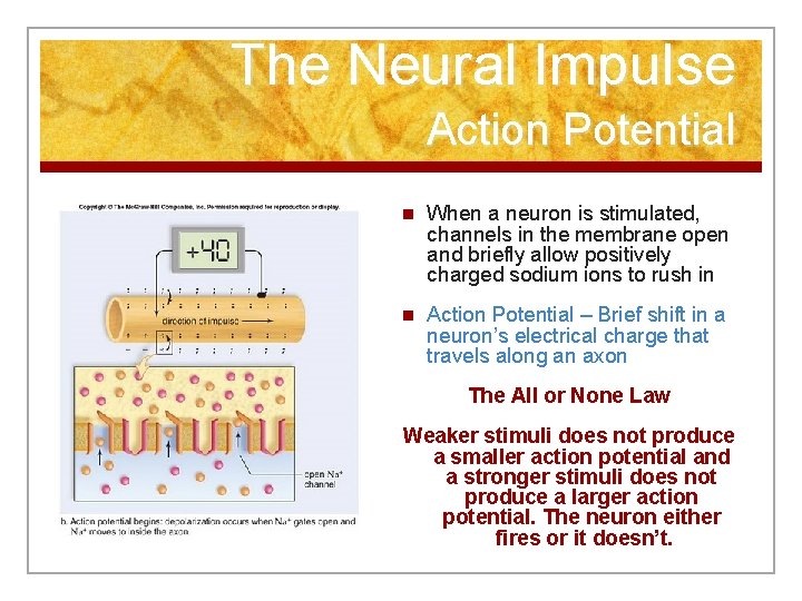 The Neural Impulse Action Potential n When a neuron is stimulated, channels in the