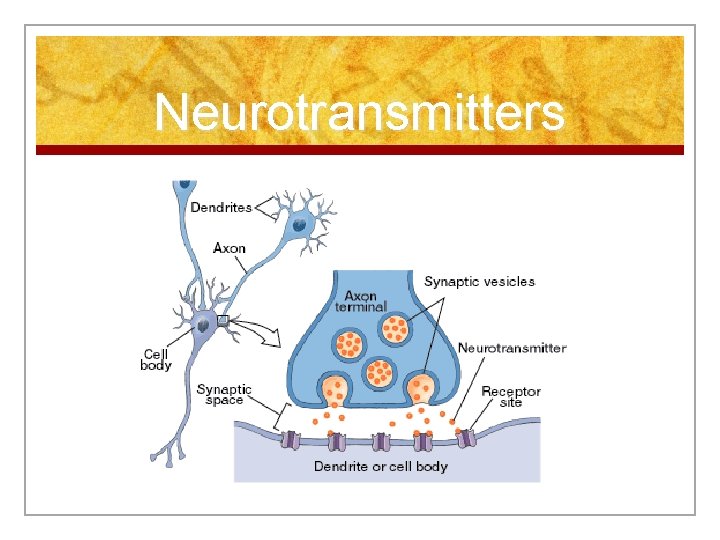 Neurotransmitters 