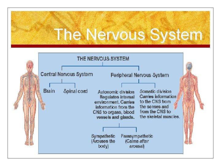 The Nervous System 
