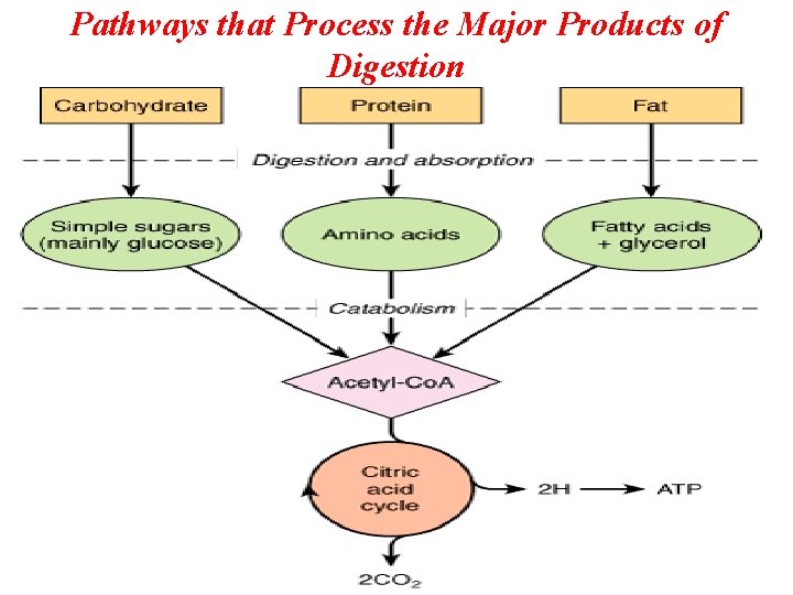 Pathways that Process the Major Products of Digestion 