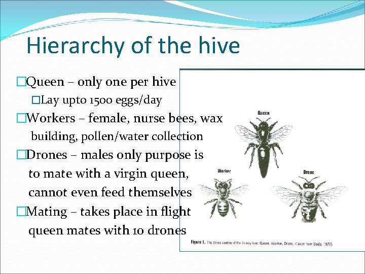Hierarchy of the hive �Queen – only one per hive �Lay upto 1500 eggs/day