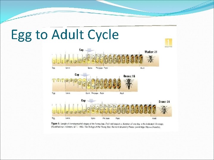 Egg to Adult Cycle 