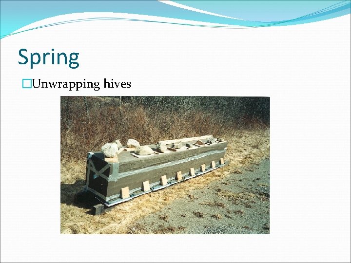 Spring �Unwrapping hives 