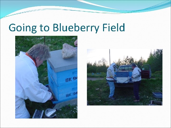 Going to Blueberry Field 